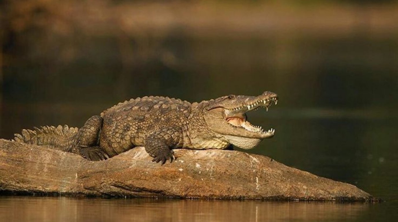 Marsh Crocodile